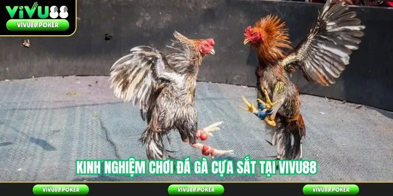 Kinh Nghiệm Chơi Đá Gà Cựa Sắt Tại Vivu88